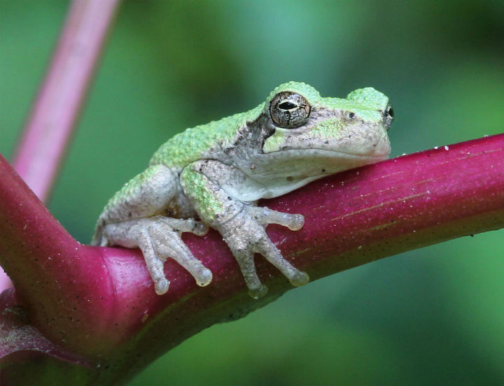 Treefrog